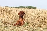 SETTER IRLANDAIS 027